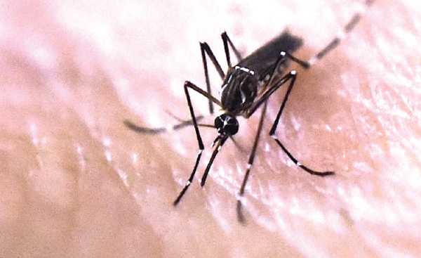 CHIKUNGUNYA Mosquito-borne viral disease