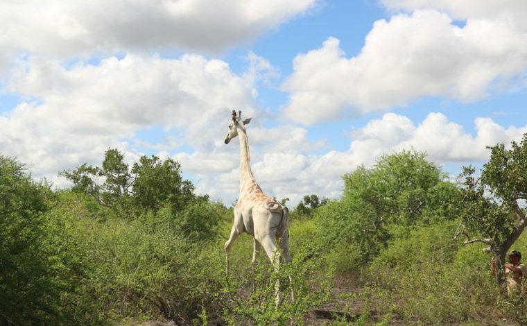 Kenya's last white giraffe fitted with tracking device