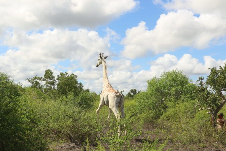 Kenya's last white giraffe fitted with tracking device