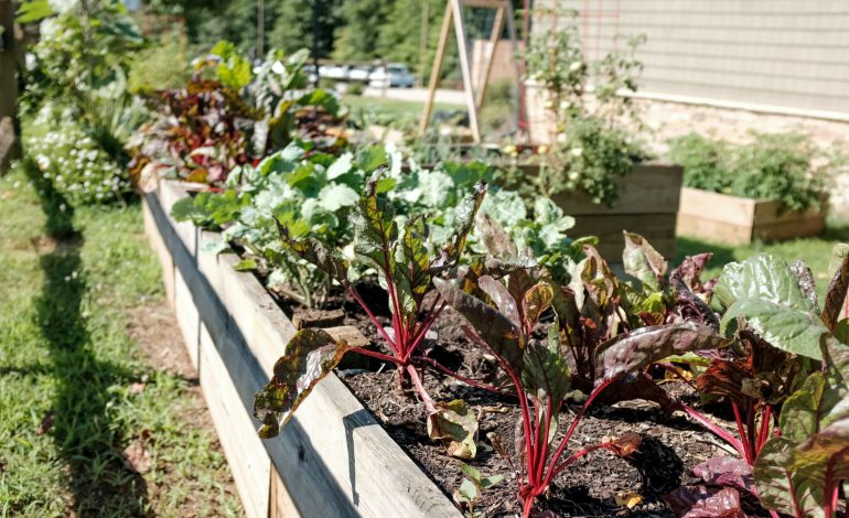 Six reasons why a kitchen garden is good for you and your family