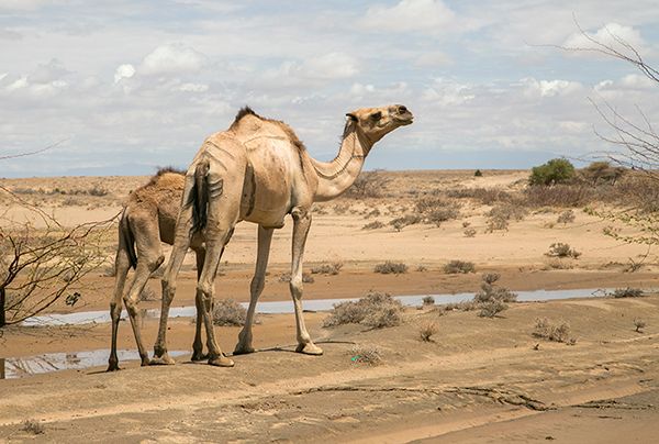 Government warns of looming drought in 10 counties