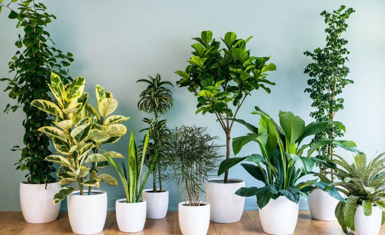 5 reasons you should have an indoor plant