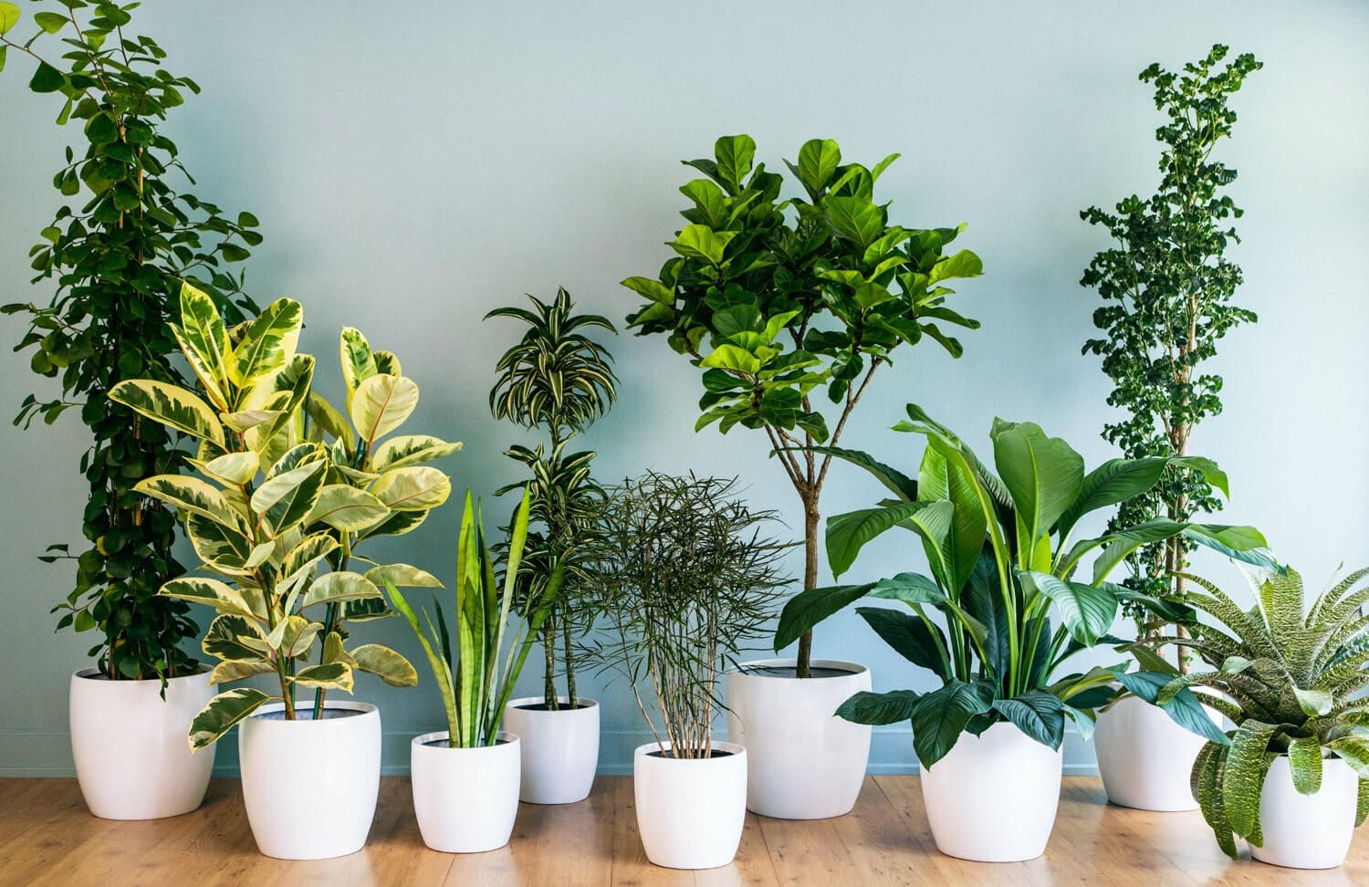 5 reasons you should have an indoor plant
