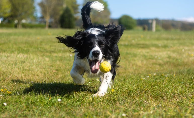 5 ways to show love to your pet puppy