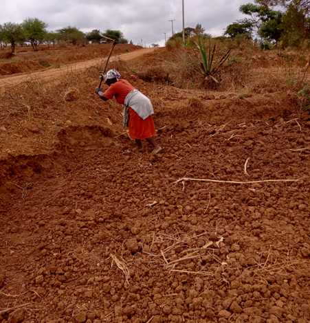 Recycling of seeds likely to cost farmers in Machakos as drought prolongs