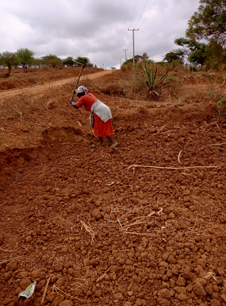 Recycling of seeds likely to cost farmers in Machakos as drought prolongs
