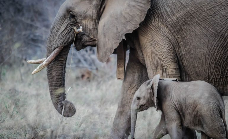 Elephant gives birth to twins in a rare occurrence in Aberdare