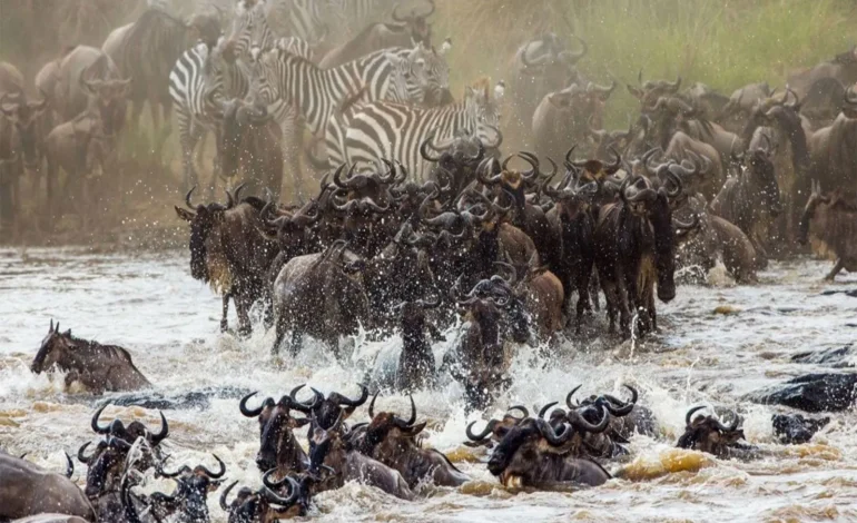 What Is Really Happening in Maasai Mara Right Now