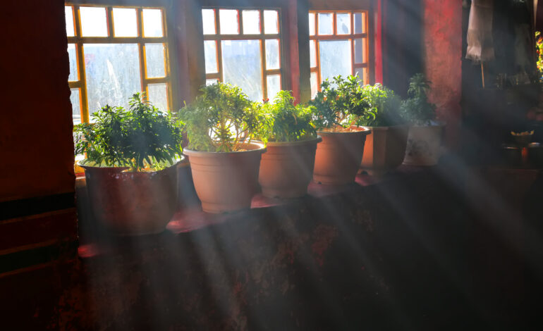 How to Grow a Functional Kitchen Herb Garden on a Small Windowsill