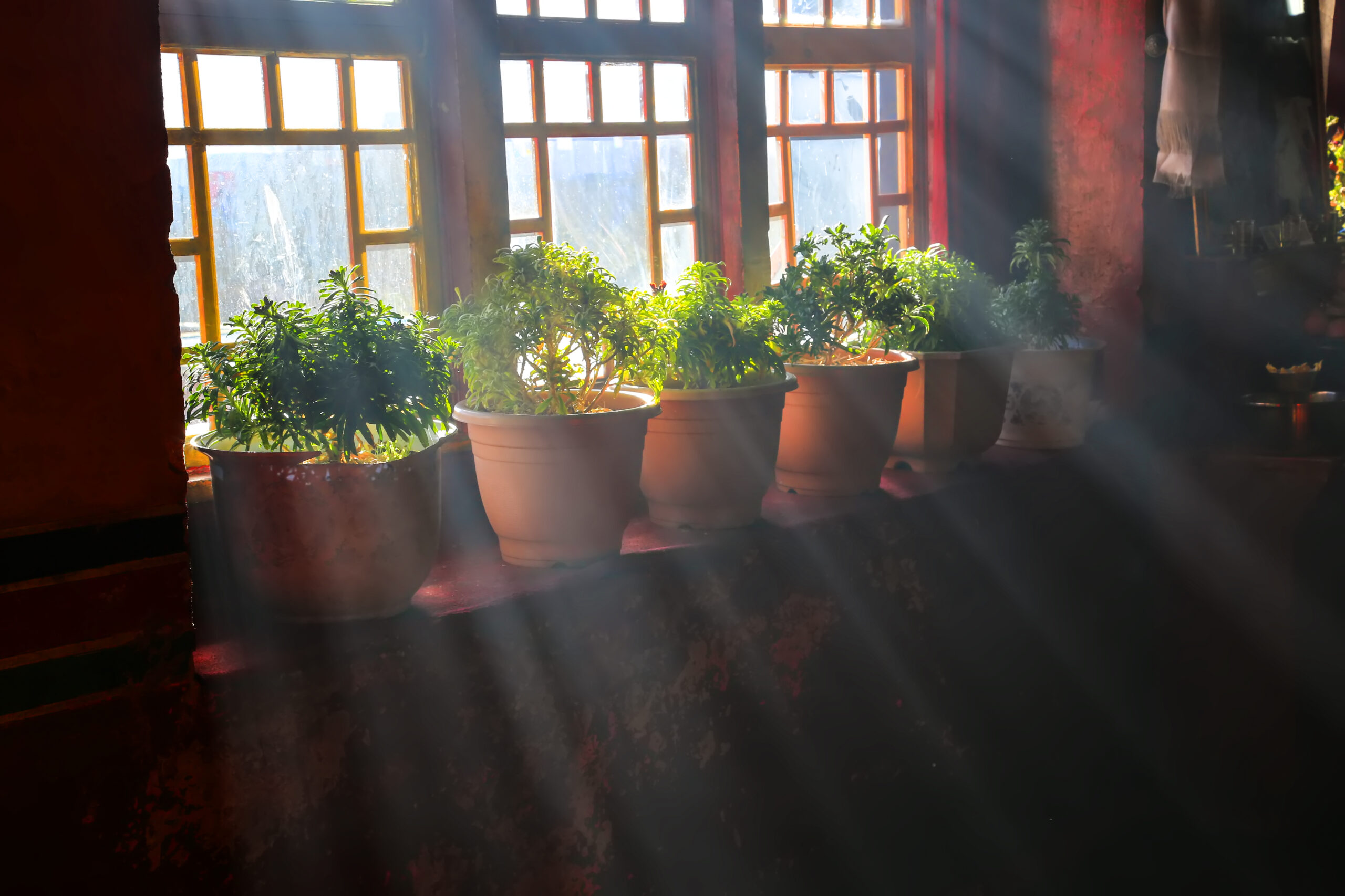 How to Grow a Functional Kitchen Herb Garden on a Small Windowsill